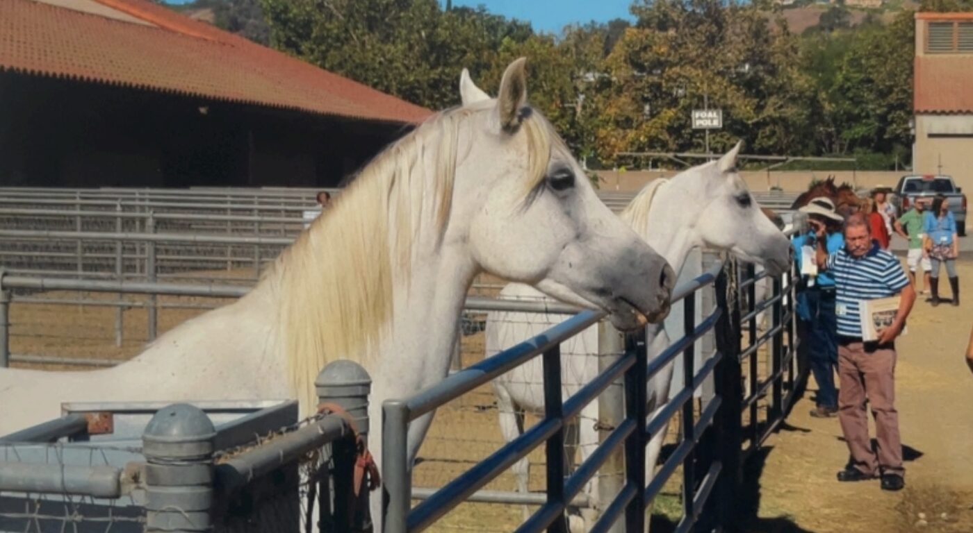 A Celebration of the Kellogg / Cal Poly Pomona Arabian Horses, 1925–2000 - Image 8